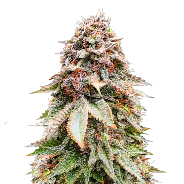 Nova OG cannabisplant