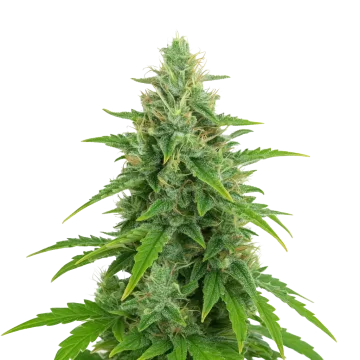OG Kush Auto cannabisplant