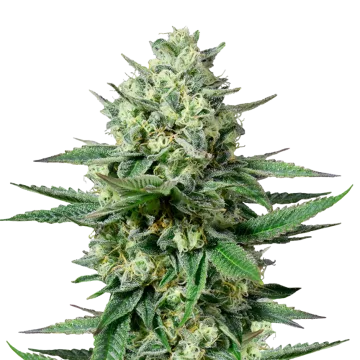 OG Kush CBD cannabisplant
