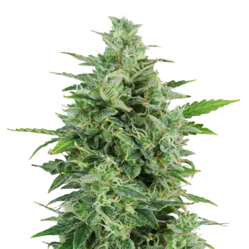 OG Kush cannabisplant