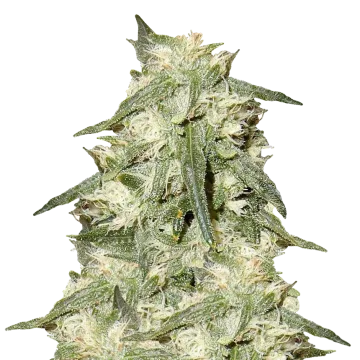 Oreoz cannabisplant