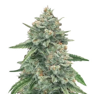 Original Glue cannabisplant