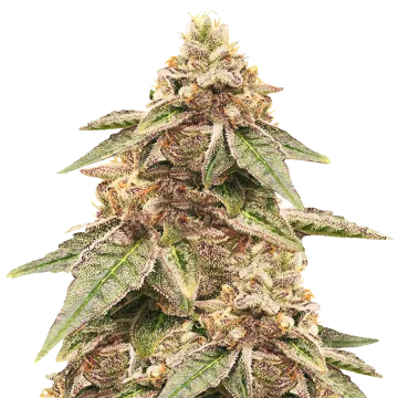 Outback OG cannabisplant