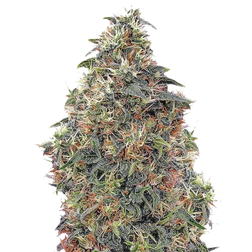 Panama Red cannabisplant