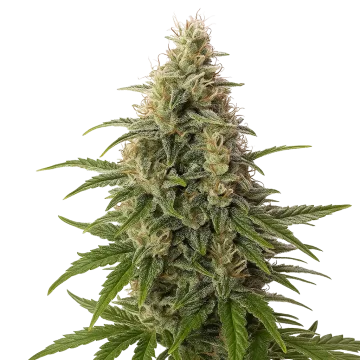 Peanut Butter Breath Auto cannabisplant