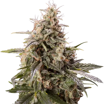 Peanut Butter Breath cannabisplant