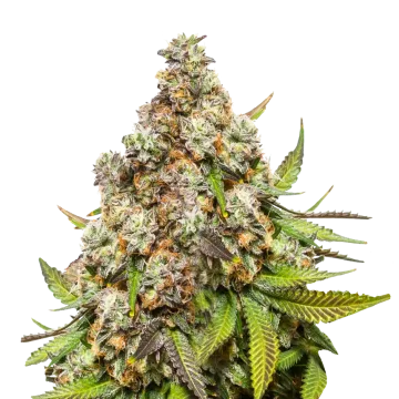 Pennywise cannabisplant