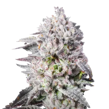 Permanent Marker cannabisplant