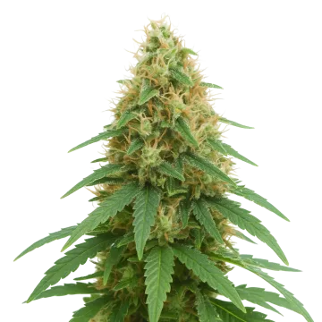 Pineapple Express Auto cannabisplant