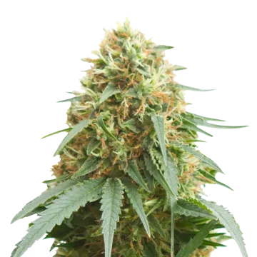 Pineapple Express cannabisplant