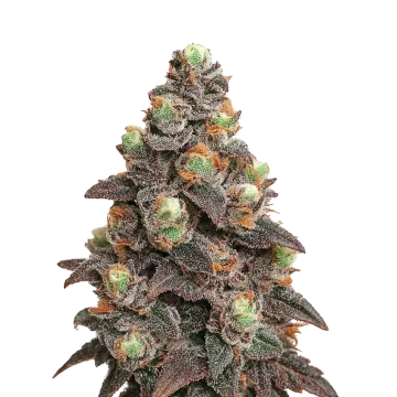 Pink Rozay Auto cannabisplant