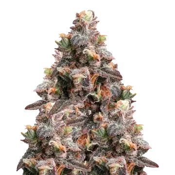 Pink Rozay cannabisplant