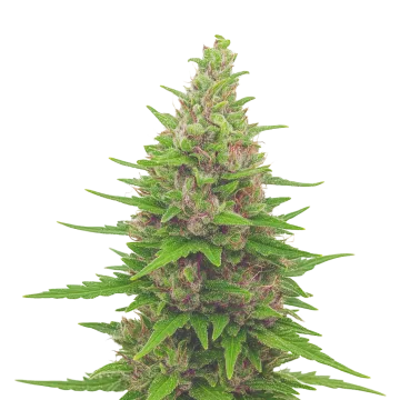 Pink Runtz Auto cannabisplant