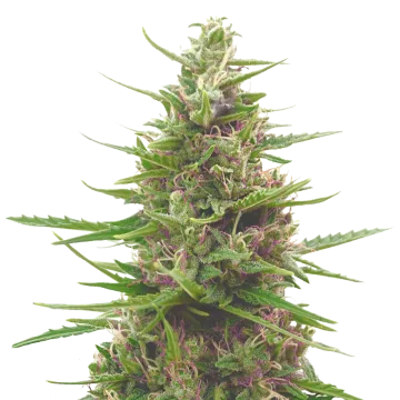 Pink Runtz cannabisplant