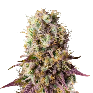 Pinkman Goo cannabisplant