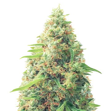 Pixie Dust cannabisplant