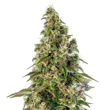 Platinum Cookies cannabisplant