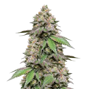 Plushberry Auto cannabisplant