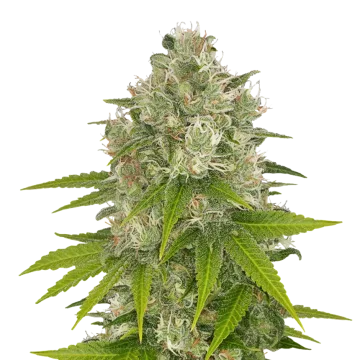 Power Kush cannabisplant