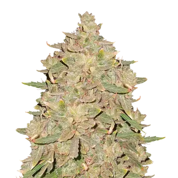 Pure Indica cannabisplant