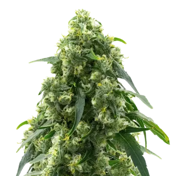 Pure Power Plant cannabisplant