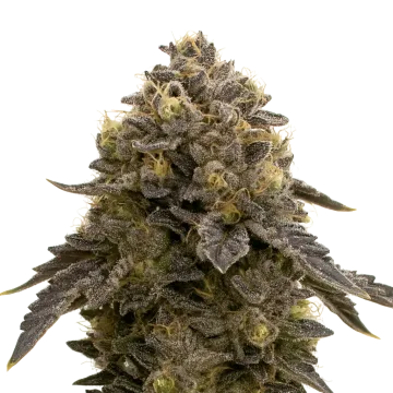 Purple Gelato Auto cannabisplant