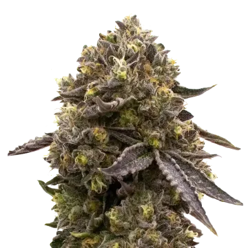 Purple Gelato cannabisplant