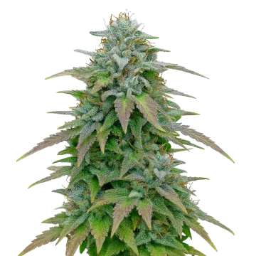 Purple Haze Auto cannabisplant