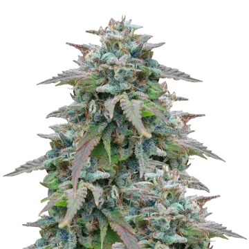 Purple Haze cannabisplant