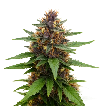 Purple Kush Auto cannabisplant