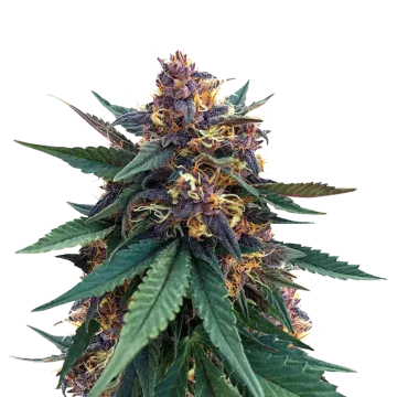 Purple Kush cannabisplant