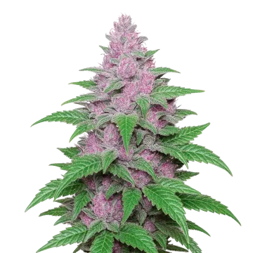 Purple Lemonade Auto cannabisplant