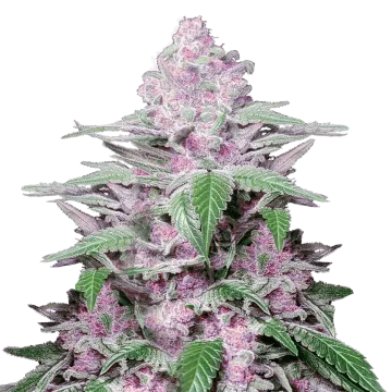 Purple Lemonade cannabisplant