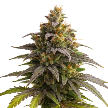 Purple Punch Auto cannabisplant