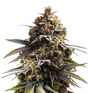 Purple Punch cannabisplant