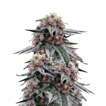 Purple Urkle cannabisplant