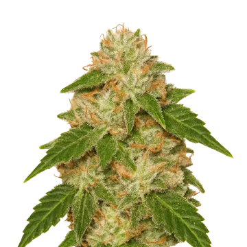 Rainbow Auto cannabisplant