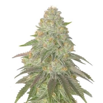 Rainbow Belts cannabisplant