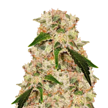 Rainbow cannabisplant