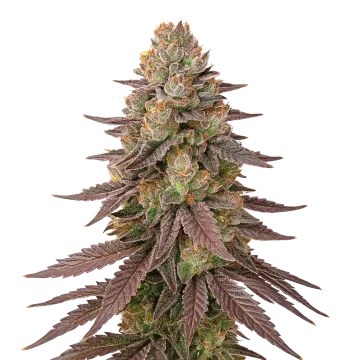 Red Devil Auto cannabisplant