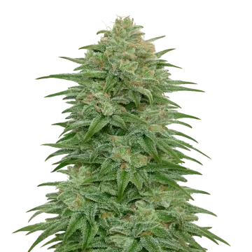 Romulan cannabisplant