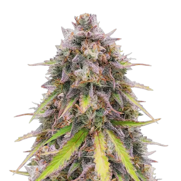 RS11 cannabisplant
