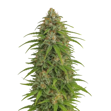Runtz Auto cannabisplant