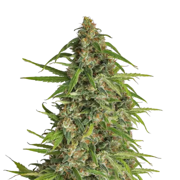 Runtz cannabisplant