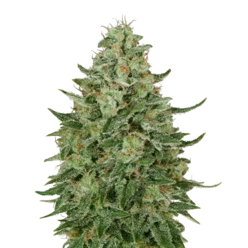 Santa Maria Auto cannabisplant