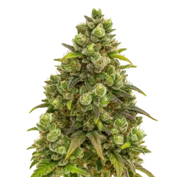 Sexxpot Auto cannabisplant