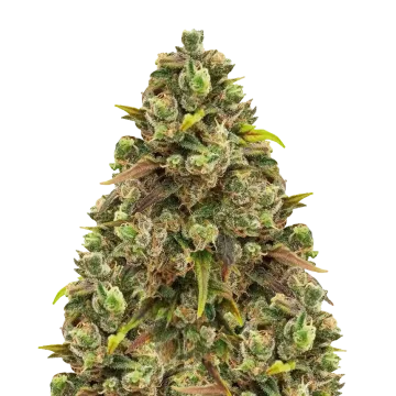 Sexxpot cannabisplant