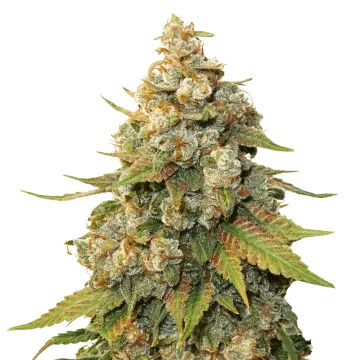 Shiskaberry cannabisplant
