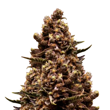 Sirius Black cannabisplant