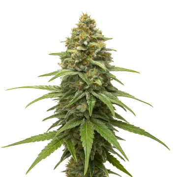 Skunk #1 cannabisplant
